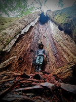 Old Growth Otway Ranges James Kidman