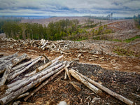 Plantation Harvesting Otway Ranges Victoria Australia Photo Otway Tonewoods